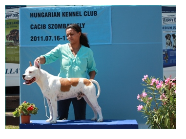 CH.Sonny Boy Backwoods - Open class: Exc.1., CAC, Res.CACIB